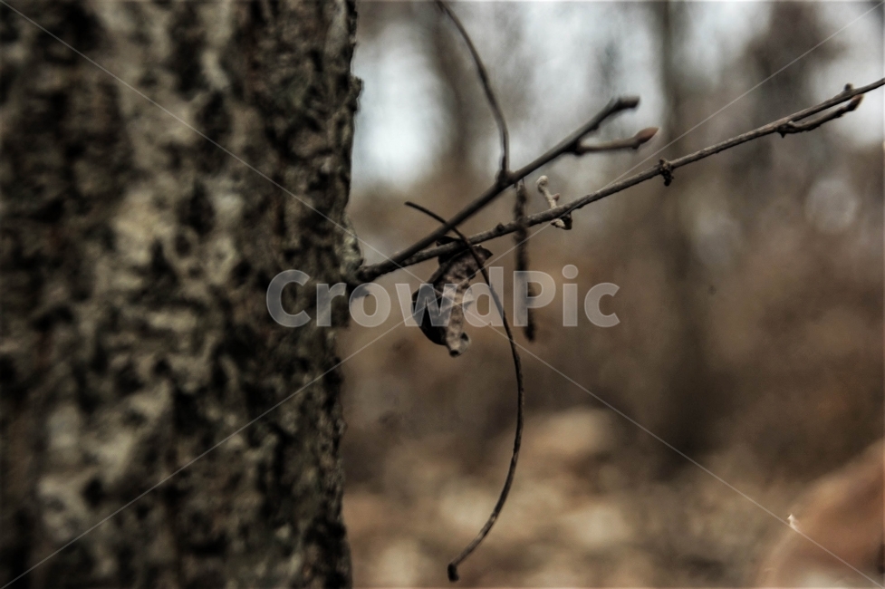 자연,나무,산,가을,낙엽,분위기,감성,대구,와룡산,식물,자연,plants,nature,나무,trees,wood