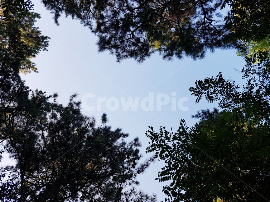 나무,숲,하늘,파란,녹색,자연,배경,자연,풍경,nature,landscape,tree,plant,식물