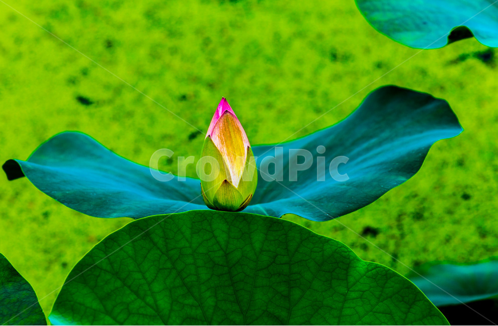 연잎,연꽃봉오리,문양,무늬,습지,식물,자연,plants,nature,꽃,flower