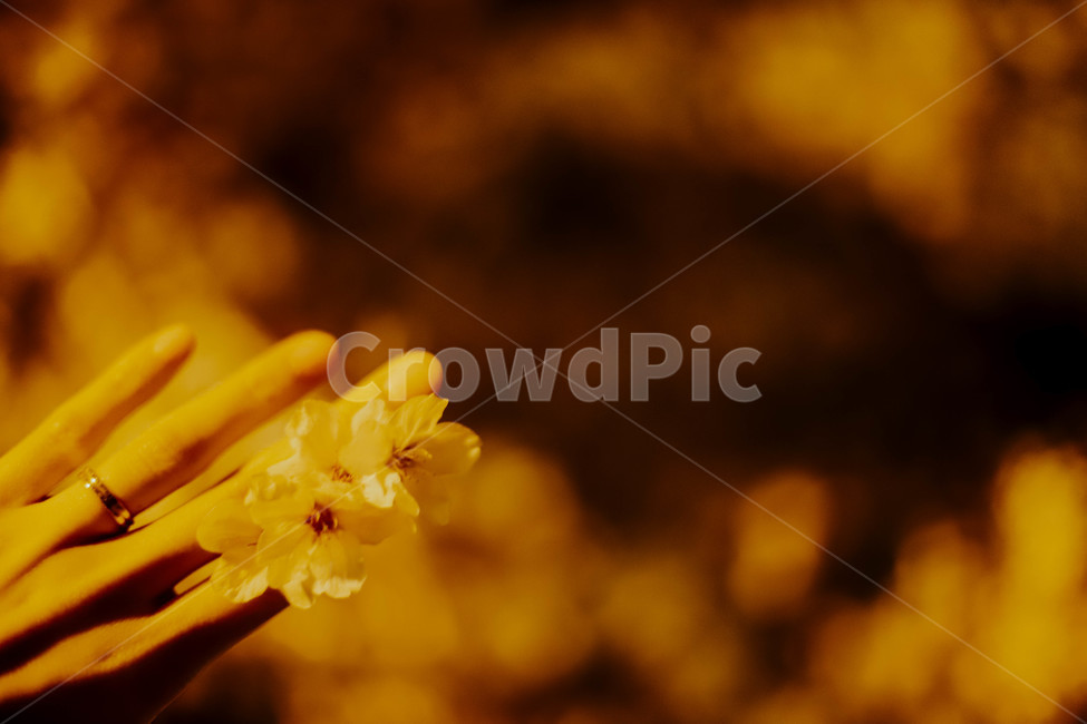 plant,식물,pollen,손가락,손,벚꽃,겹벚꽃,감성,감성사진