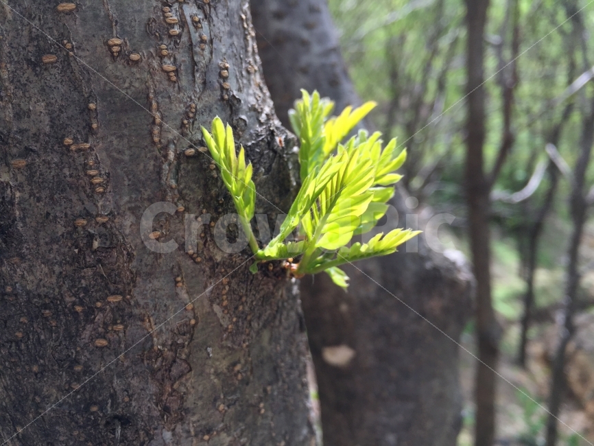 나무,새로운,새싹,여름,봄,녹색,그린,식물,자연,plants,nature