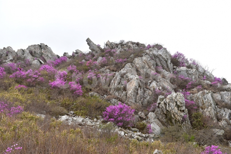 주작산,덕룡산,진달래,풍경,기암,바위,비경,봄풍경,분홍색,진달래꽃,강진,명산,산행,등산,마운틴,자연,풍경,nature,landscape,봄,계절,spring,season,plant,식물,blossom,꽃,flower