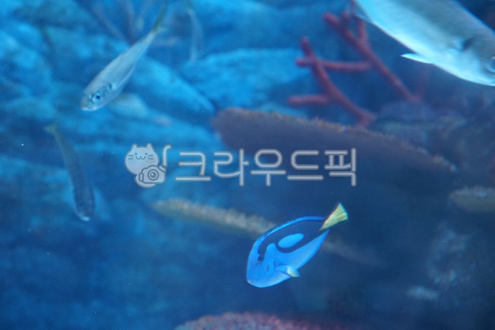 도리,블루탱,bluetang,수족관,물고기,water,fish,animal,물,산호,수영,블루,해양생물,sea,아쿠아리움,암초