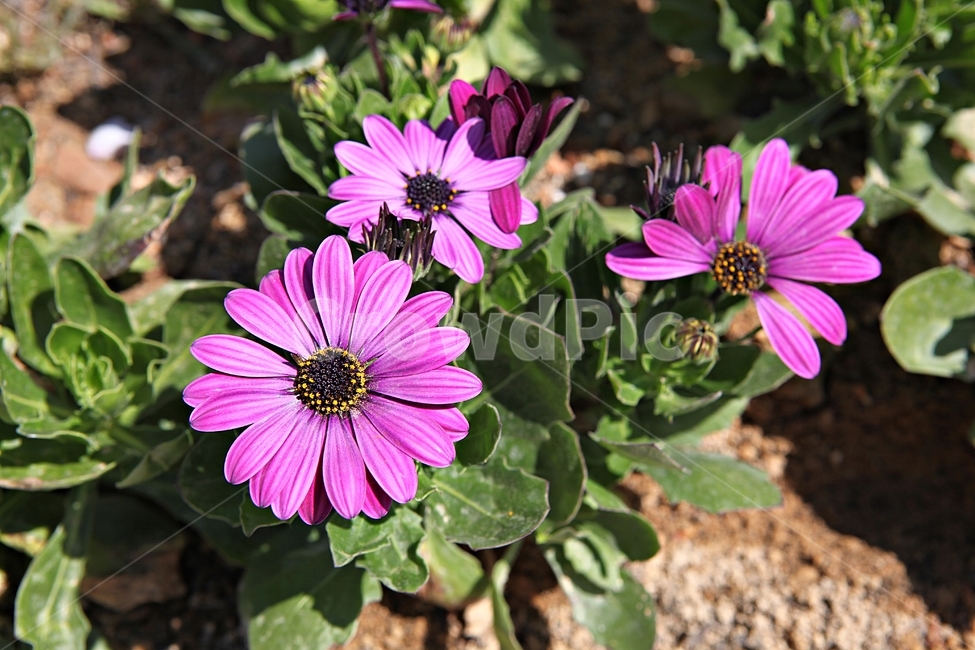 spring flowers,spring,chrysanthemum flower,Chrysanthemum,nature,plant,flowering,park,flower