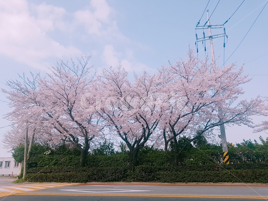 벚꽃,봄,분홍,가로수,벚나무
