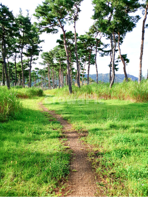 소나무,공원,초록,잔디,하늘,풍경,자연,풍경,nature,landscape,tree,나무,plant,식물,ground,바닥
