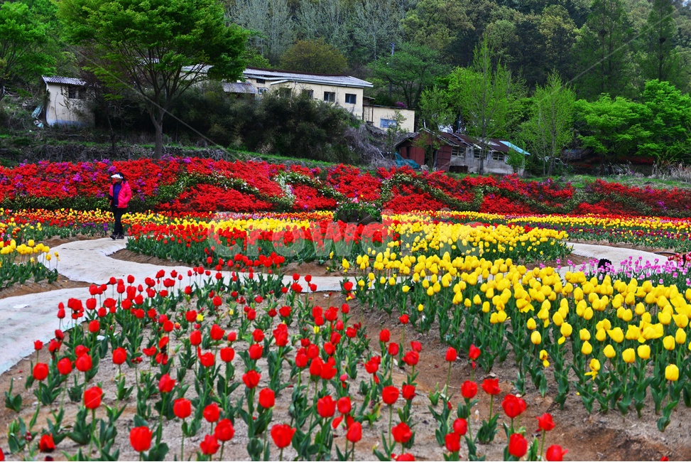 human,인간,person,사람,무등산,동적골,튤립축제,철쭉,패턴,봄,계절,plant,식물,flower,blossom,꽃,tulip,튤립