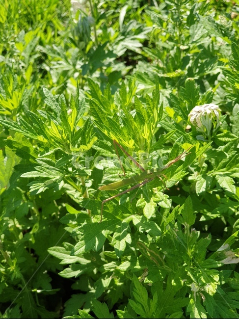 메뚜기,여름,가을,곤충,grasshopper,잎,허벌,식물,들판,bush,화분,herbal,bug,파종기,pottery,항아리,planter,herbs,허브,도기류,leaf,식물,자연,plants,nature,곤충,벌레,insect,bug