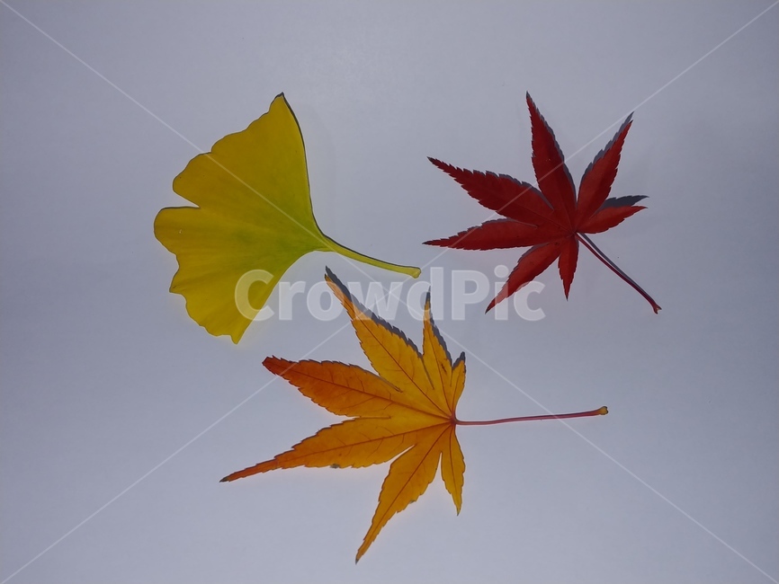 가을,단풍,나뭇잎,단풍잎,낙엽,잎,leaf,식물,나무