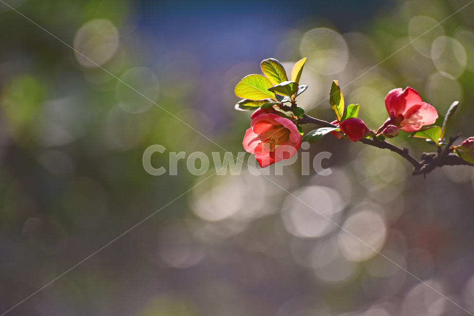 명자나무,보케,빛망울,플레어,봄꽃,관상용,낙엽관목,장미과,꽃,플라워,빨강색꽃,나무꽃,배경,백그라운드,봄배경,blossom,springflowers,flowers,season,시즌,계절,flare,plant,식물,야외,옥외,아웃도어,봄,계절,spring,season,식물,자연,plants,nature