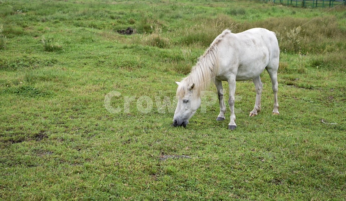 동물,말,조랑말,마방목지,제주말,목축업,목장,livestock farming,ranching,pasture