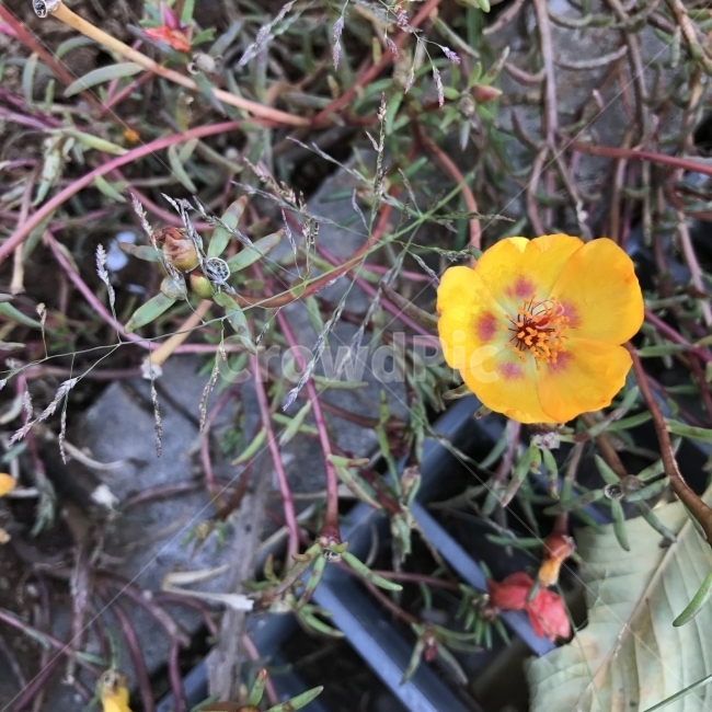 채송화,댕명화,따꽃,반지련,Portulaca,RoseMoss,쇠비름과,한해살이풀,PortulacagrandifloraHook,약용,약재,노란꽃,식물,꽃,Flower,식물,자연,plants,nature,꽃,flower