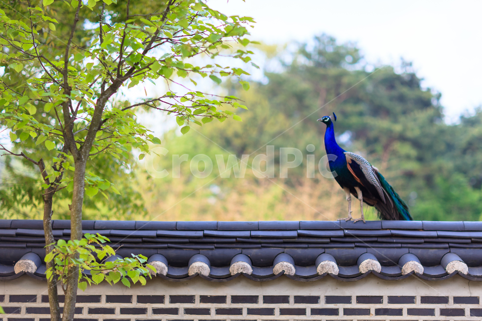공작,동물원,깃털,자연,길,동물,animal,조류,새,birds