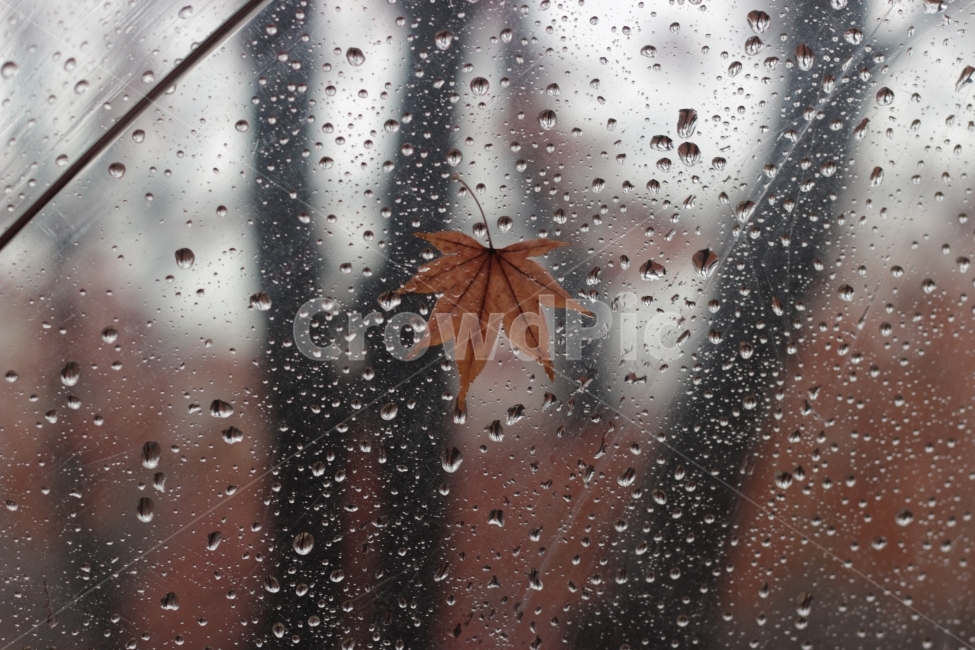 Transparency,Scenery on a rainy day,winter rain,Maple,raindrop