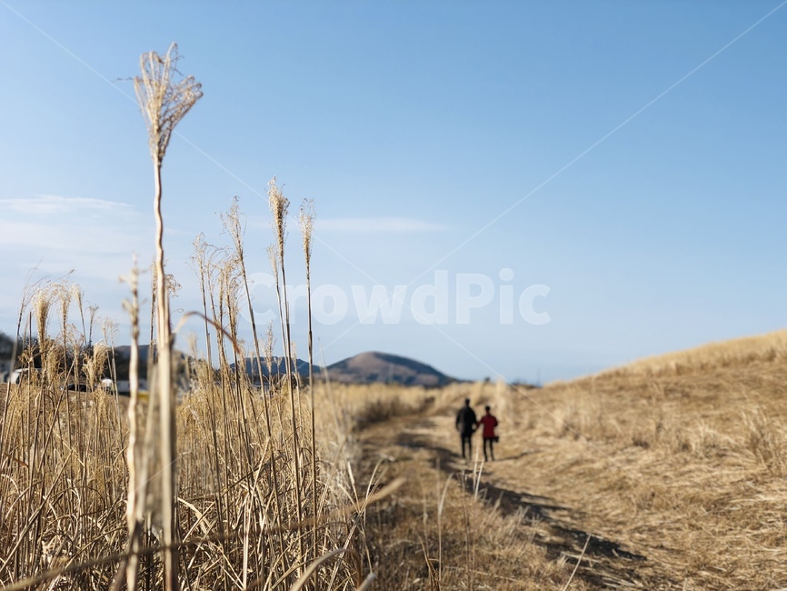 갈대,길,겨울,하늘,구름,푸른하늘,reed,road,winter,sky,cloud,bluesky,countryroad,dirtroad,자연,풍경,nature,landscape,사람,인물,인간,human,person,연인,커플,사랑,lover,couple,grass,잔디,plant,식물