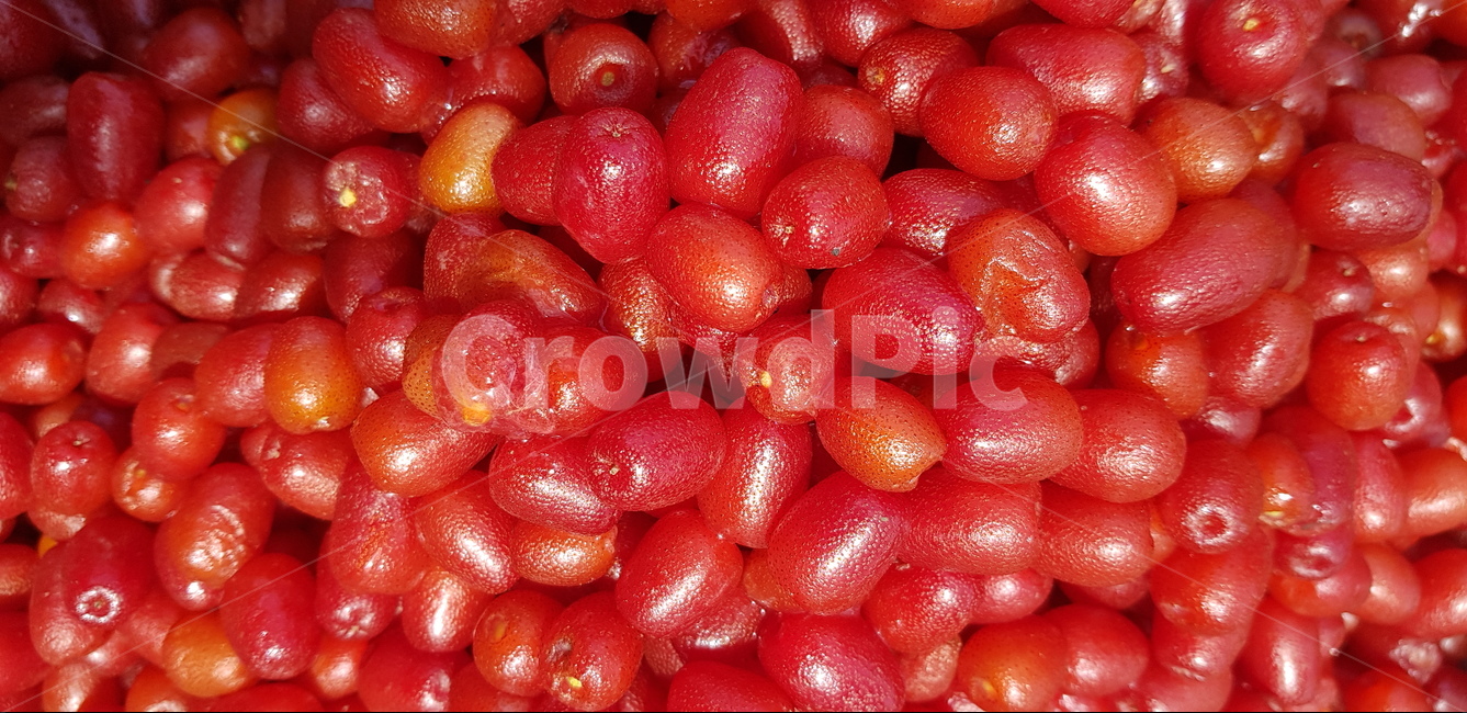 보리수,붉은보리수,보리수수확,보리수액기스,보리수열매,과일,열매,fruit