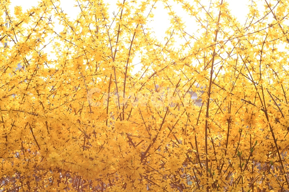 꽃,자연,식물,계절,생명,flower,nature,plants,season,beautiful,꽃밭,outdoor,blossom,garden,bloom,blooming,개나리,봄꽃,봄,노랑,노란,플라워,식물,자연,plants,nature