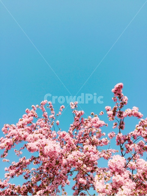 벚꽃,봄,파란하늘,꽃과하늘,쨍한파란색,부케꽃,봄,계절,spring,season,식물,자연,plants,nature,꽃,flower,plant,blossom