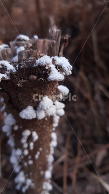 nature,자연,outdoors,옥외,버섯,나무