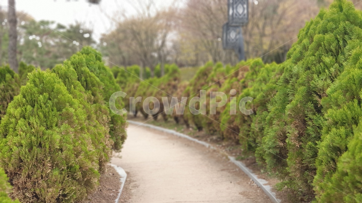 산책길,꽃피는거리,들꽃모음,풍경,공원,자연,풍경,nature,landscape