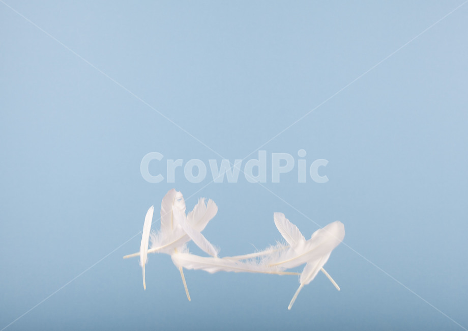 깃털,순간포착,새,흰털,feather,날개,wing,감성,몽환,환생,신기루,연출,컨셉,콘셉,direction,concept