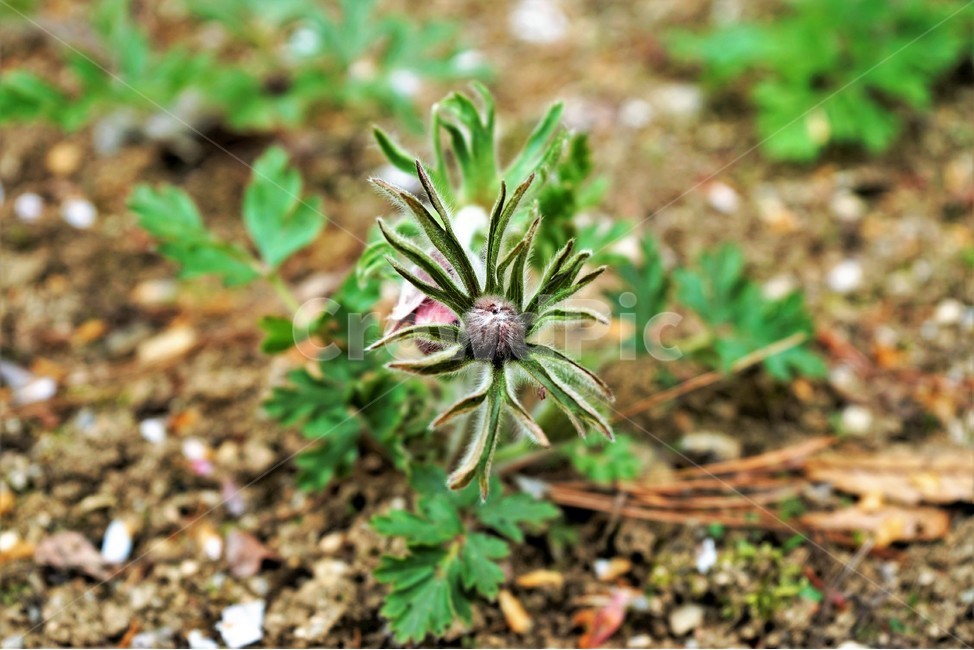 할미꽃,솜털,봄,봄꽃,자연,식물,꽃,plant,암술,수술,Pulsatillakoreana,한국특산,백두옹,독초,강장제,화왕계,여러해살이풀,미나리아재비과,쌍떡잎식물,흰털,할머니머리카락,흰머리,노인,꼬부랑,한방약재,할머니