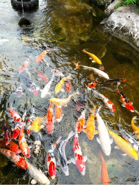 잉어,물고기,물고기떼,물속의물고기,잉어떼,동물,animal,어류,물고기,fish