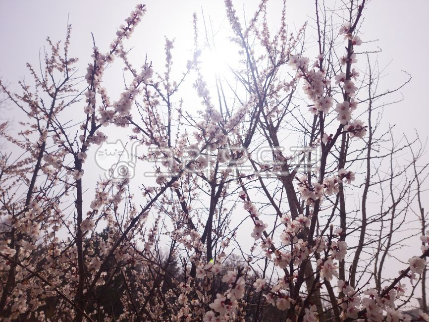 벚꽃,왕벚꽃,벚나무,왕벚나무,벚꽃축제,봄꽃,봄날,봄나들이,배경화면,바탕화면,배경,감성,자연감성,꽃,cherryblossom,sakura,꽃나무,개화,feeling,emotion,colorsense,colorsensitivity,feelingofcolor,sensible,분홍색,분홍,색채,색깔,색감,색상,벚가지,풍경,spring,flower,봄,아름다운,실외,왕벚,겹벚꽃,만개,plant,식물,자연,계절,느낌,체리블라썸,사쿠라,桜,さくら,나들이,분홍색꽃,연분홍,blossom,태양,햇빛,빛,맑음,날씨,눈부신,눈부시다,꽃잎