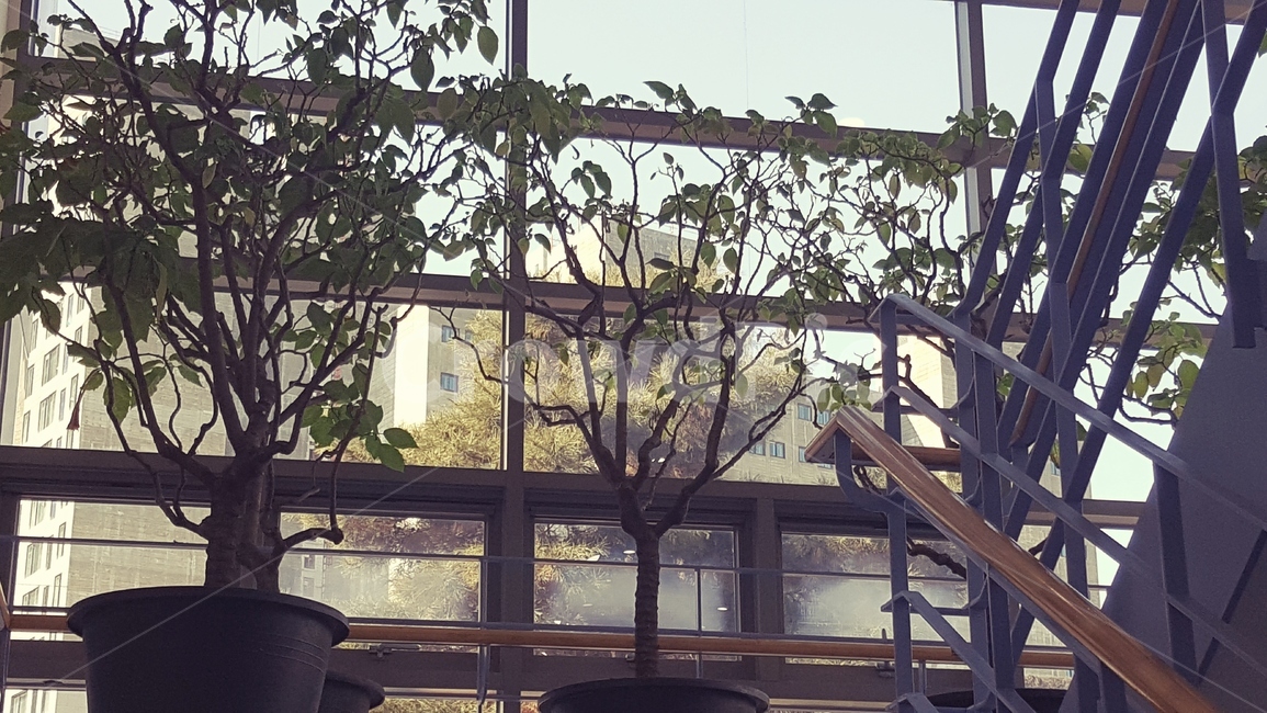 화분,복도,계단,창문,층계,감성,느낌,식물,자연,plants,nature,실내용화초,화분,화초,house plant,건축물,건물외관,exterior,building,structure,architecture,construction,인테리어,실내디자인,interior design