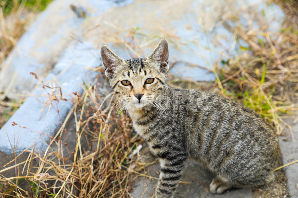 고양이,캣,애완동물,야생,자연,동물,반려묘,동물,animal,포유류,mammal,고양이,cat,kitten,kitty