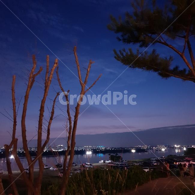 나무,야경,하늘,나뭇가지,소나무,sky,tree,pine,nightsacpe,city,blue,purple,bough,남양주
