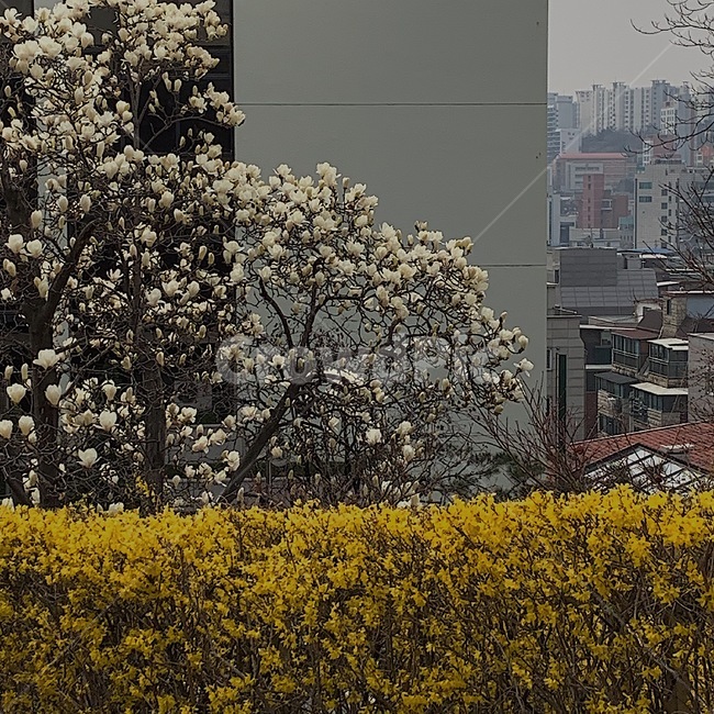 봄,꽃,계절,개나리,목련,4월,식물,자연,plants,nature,꽃,flower