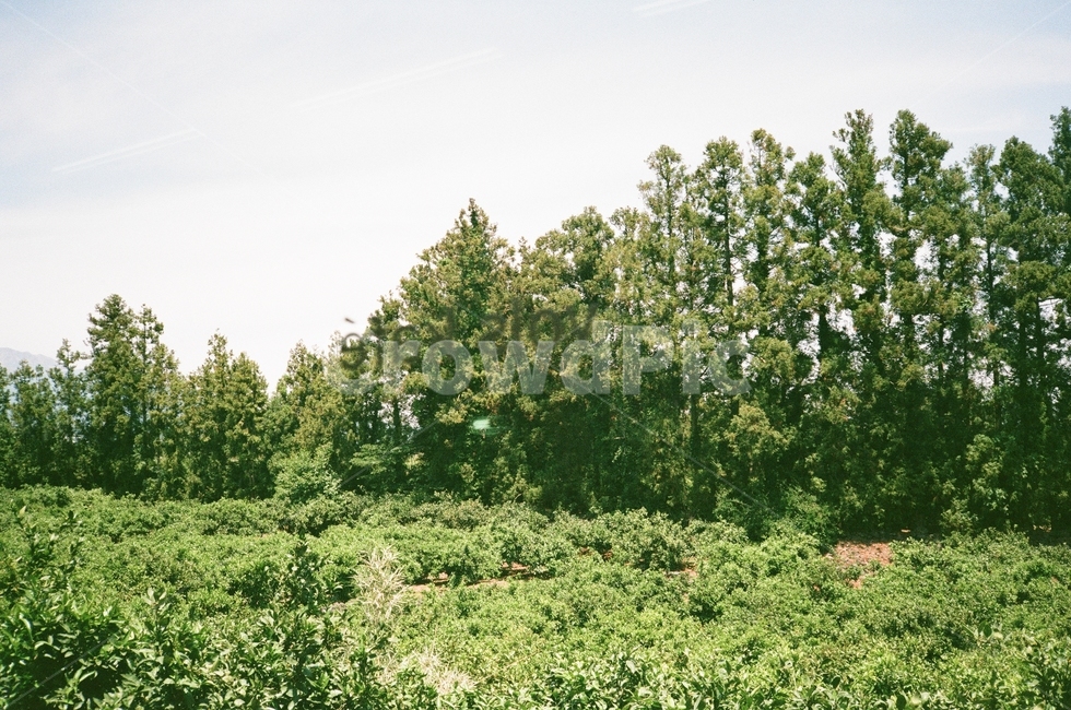 tree,나무,plant,식물,풍경,초록,필름사진,자연,풍경,nature,landscape