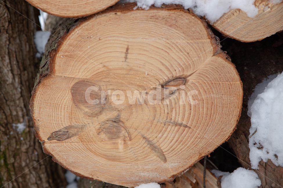 통나무,나무,tree,장작,감성,겨울,계절,winter,season,나무,trees,wood