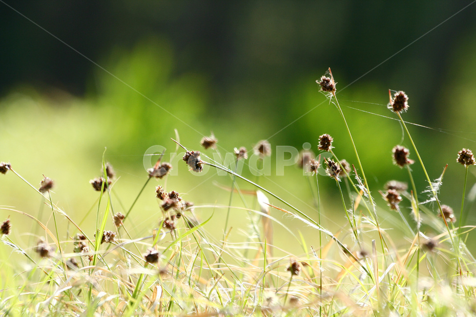 잔디,잔디밭,잔디씨앗,잔디종자,식물,식물,자연,plants,nature