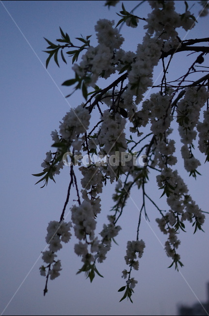 백매화,흰색,봄,밤,흐림,나무,식물,자연,plants,nature,꽃,flower