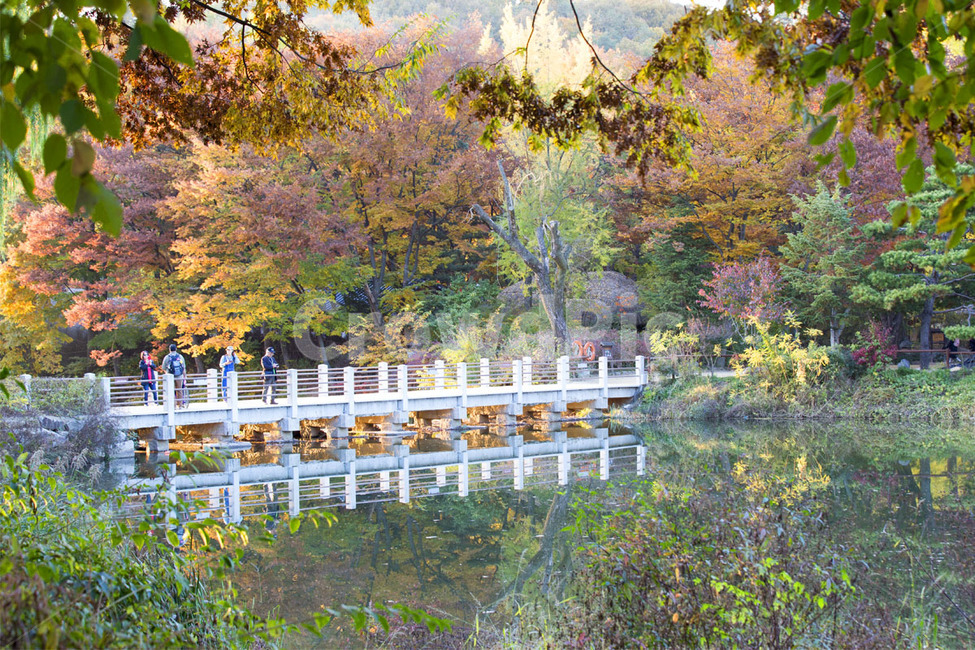water,물,human,인간,person,사람,다리,bridge,fall,가을,단풍,민속촌,용인,반영,folk,울긋불긋,korean,village,maple,tree,나무