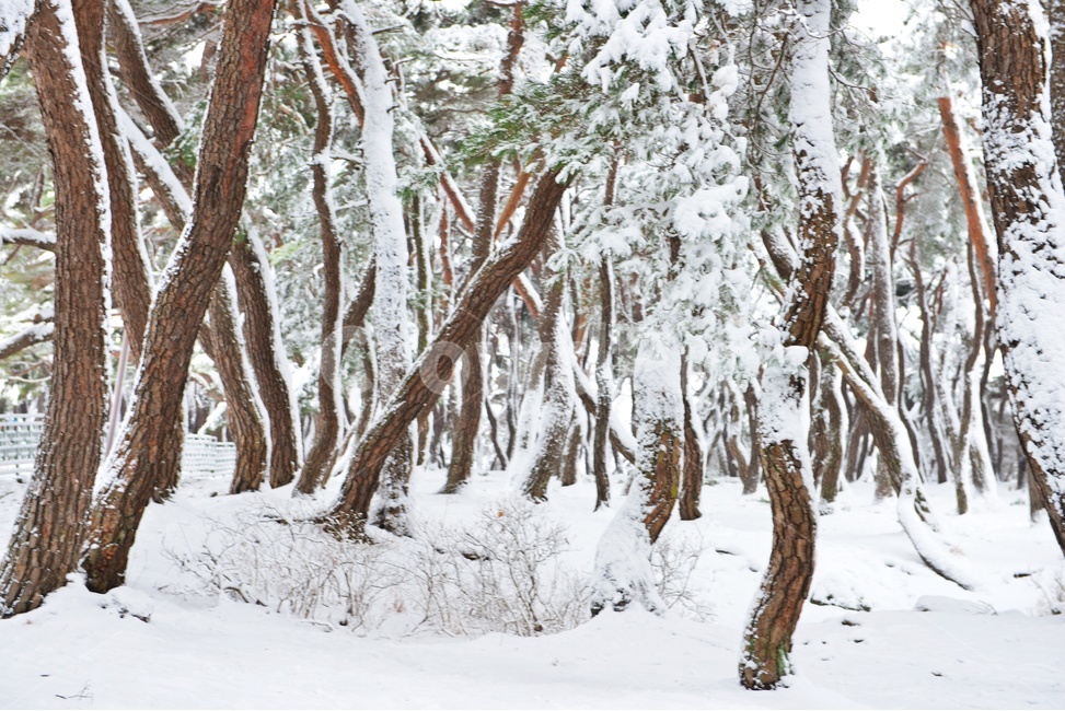 tree,나무,plant,식물,treetrunk,나무줄기,nature,자연,outdoors,옥외,경주,삼릉,소나무,솔숲,삼릉소나무,삼릉설경,겨울,계절,폭설,겨울,계절,winter,season,자연,풍경,nature,landscape