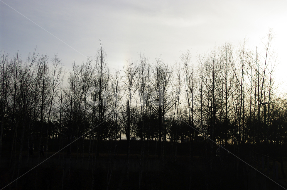 겨울,나무,공원,식물,plant,자연,풍경,nature,landscape,tree