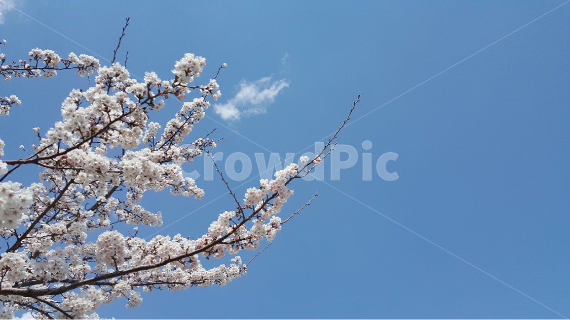 봄,하늘,벚꽃,spring,sky,cherryblossom,flower,구름,clouds,봄,계절,spring,season,식물,자연,plants,nature,꽃,flower,plant,blossom