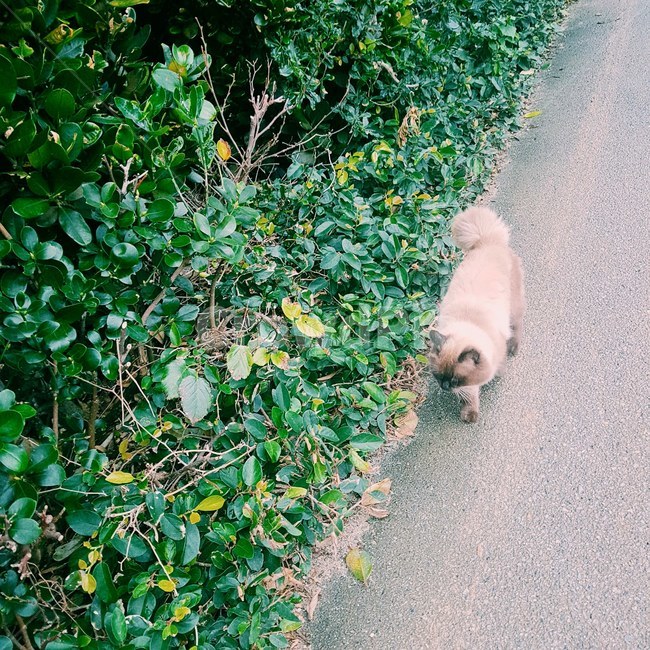 고양이,길거리,동물,자연,street,cat,animal,nature
