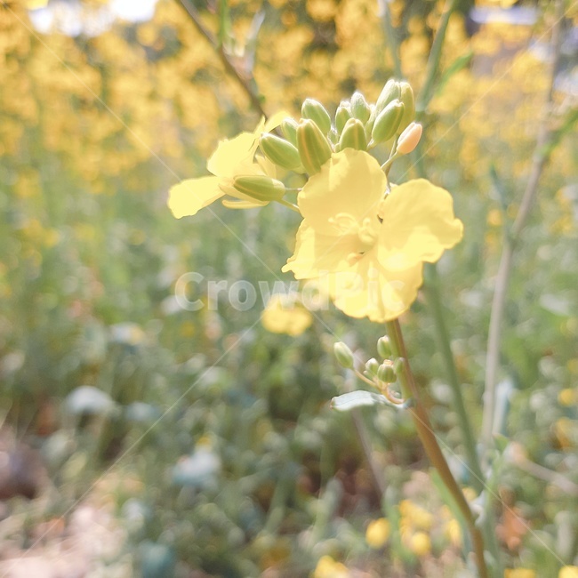 유채꽃,봄,유채밭,유채,자연,식물,자연,plants,nature,꽃,flower
