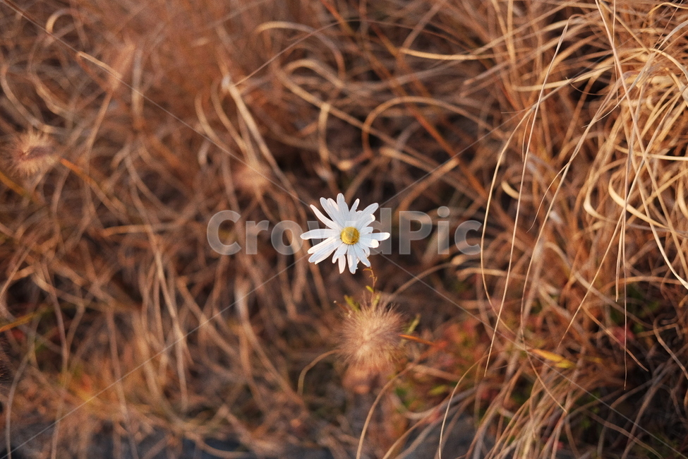 꽃,식물,가을,들꽃,풀,flower,fall,plant,식물,자연,plants,nature,꽃,flower