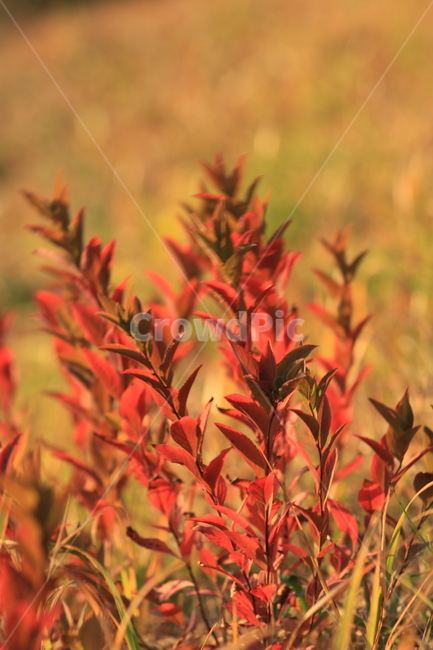 잡풀,잡초,가을,plant,식물,grass,잔디,vegetation,초목,단풍,색감,붉은,식물,자연,plants,nature