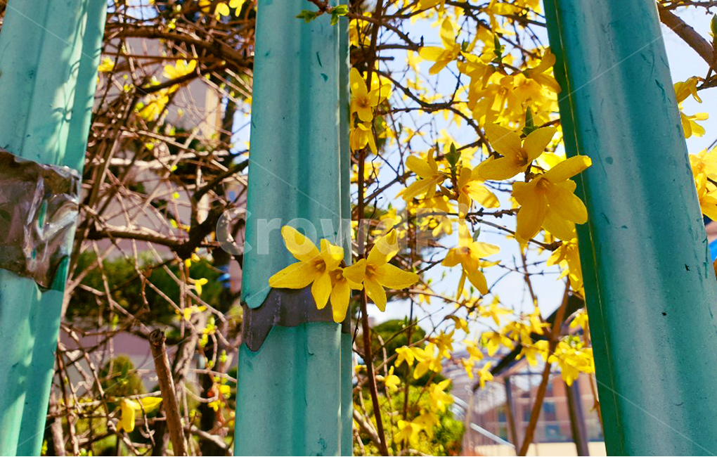 개나리,봄,노란색,flower,감성,꽃,색감,스냅,spring,forsytia,빈티지,필름카메라,필카,식물,자연,plants,nature,꽃,flower