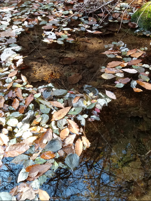 낙엽,단풍,leaves,나뭇잎,maple,잎,계절,가을,자연,풍경,outdoors,옥외,fallautumnseason,naturelandscape,풍경사진,가을,계절,fall,autumn,season,plant,식물,leaf,tree,나무,ground,바닥