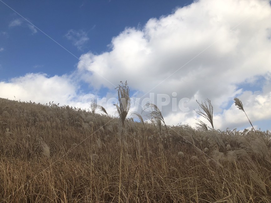 갈대,하늘,자연,풍경,제주,자연,풍경,nature,landscape,grass,잔디,plant,식물,lawn,reed