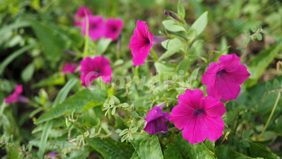 야생화,꽃,그린,wildflower,flower
