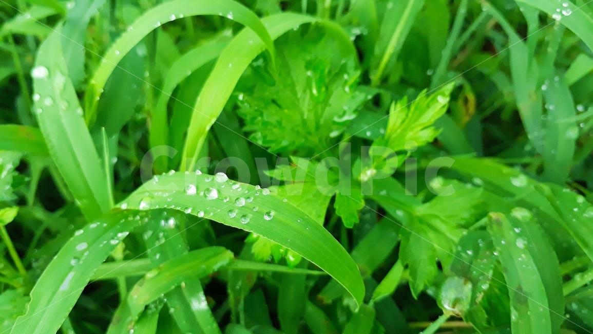 풀잎,빗물,비,날씨,식물,풀,나뭇잎,이슬,식물,자연,plants,nature,비,비오는날,rain,rainy