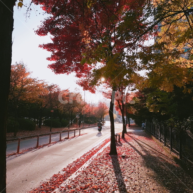 단풍,단풍나무,낙엽,나무,도로,가을,계절,fall,autumn,season,tree,plant,식물,leaf,잎,maple,asphalt,아스팔트